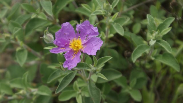 Cistus creticus subsp. eriocephalus