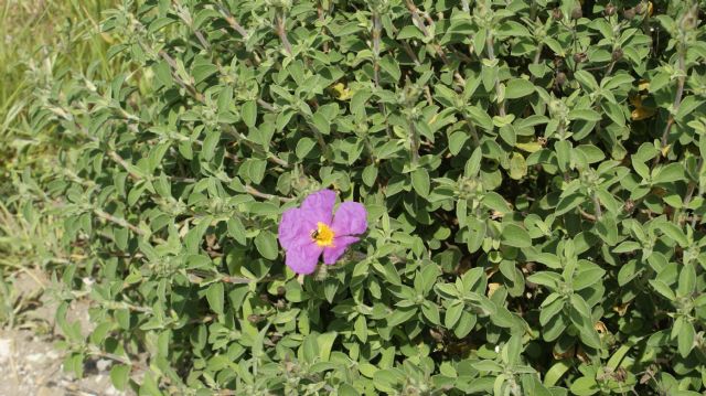 Cistus creticus subsp. eriocephalus