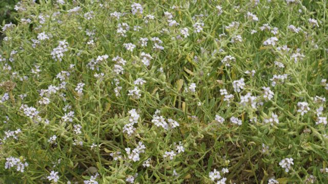 Cakile maritima