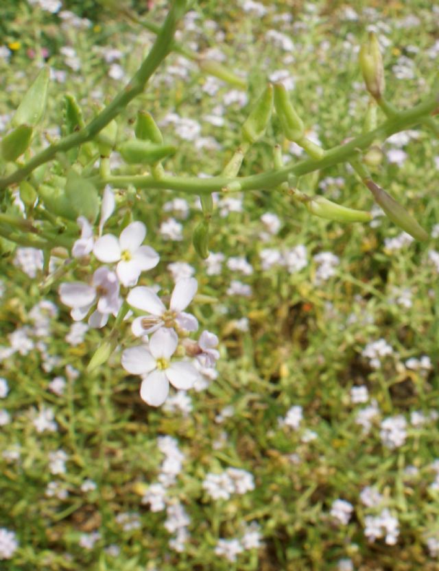 Cakile maritima