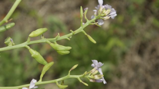 Cakile maritima