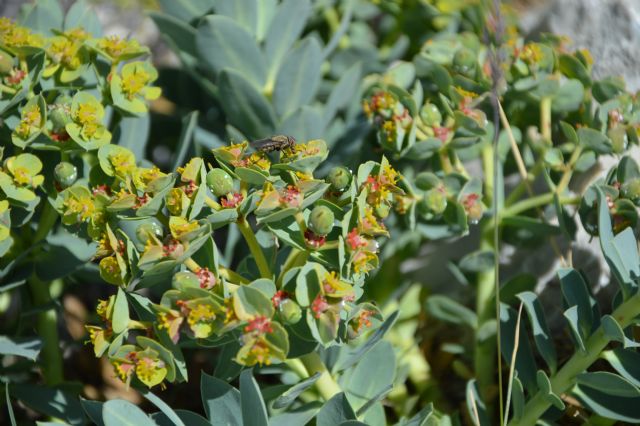 Euphorbia myrsinites / Euforbia mirsinite