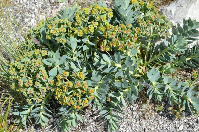 Euphorbia myrsinites / Euforbia mirsinite