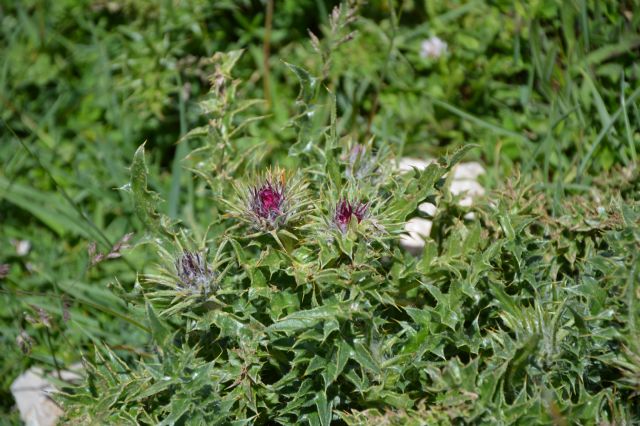 Carduus chrysacanthus / Cardo appenninico