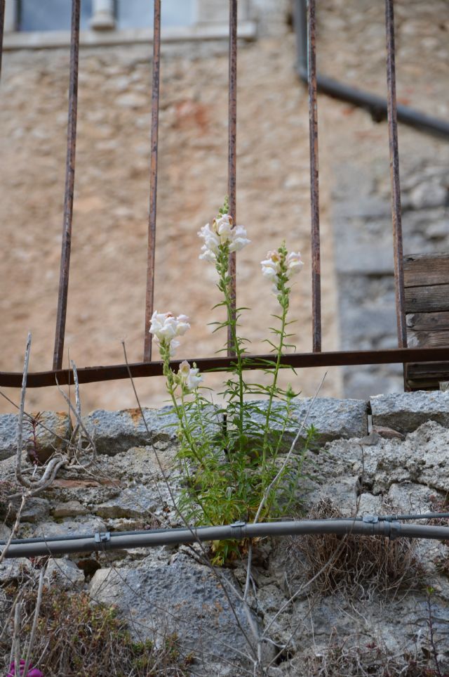 spontanee o coltivate: Antirrhinum majus, spontaneizzato