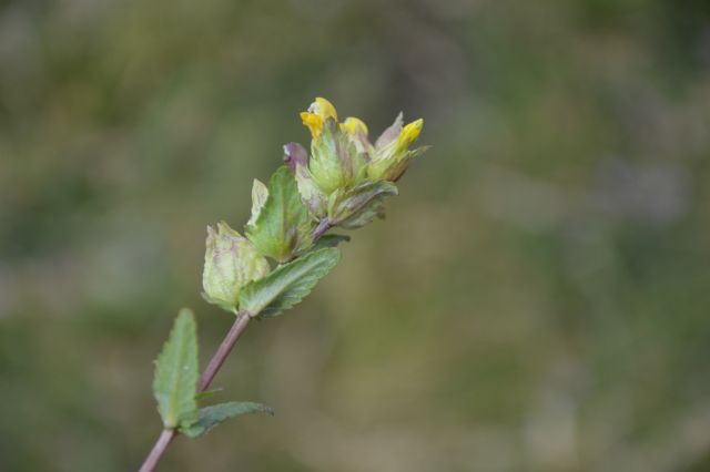 Rhinanthus minor