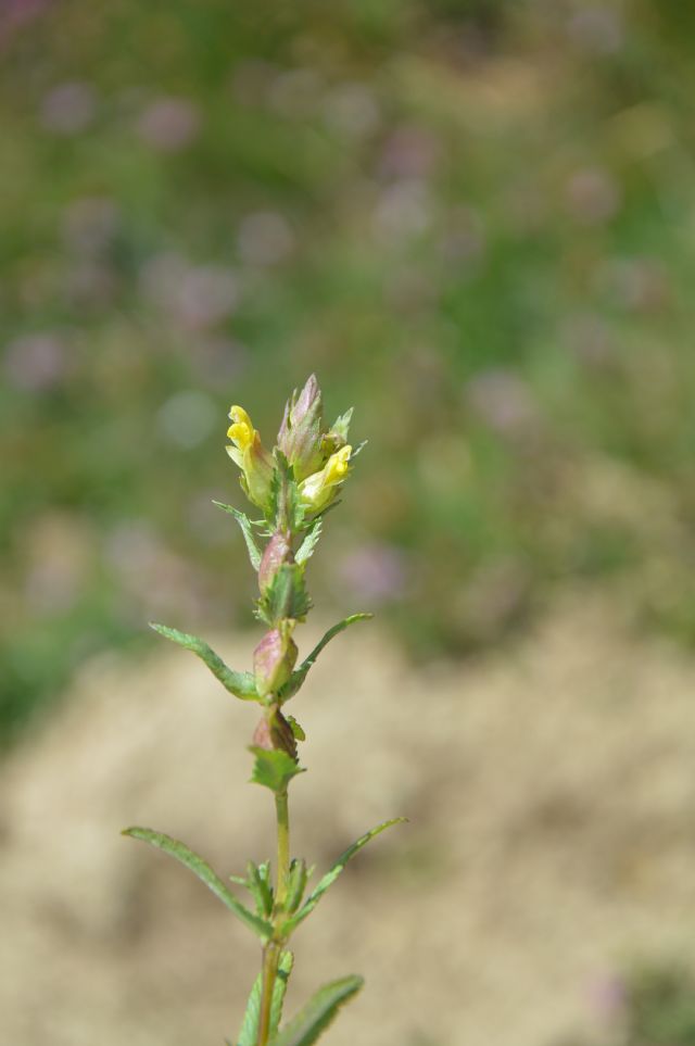 Rhinanthus minor