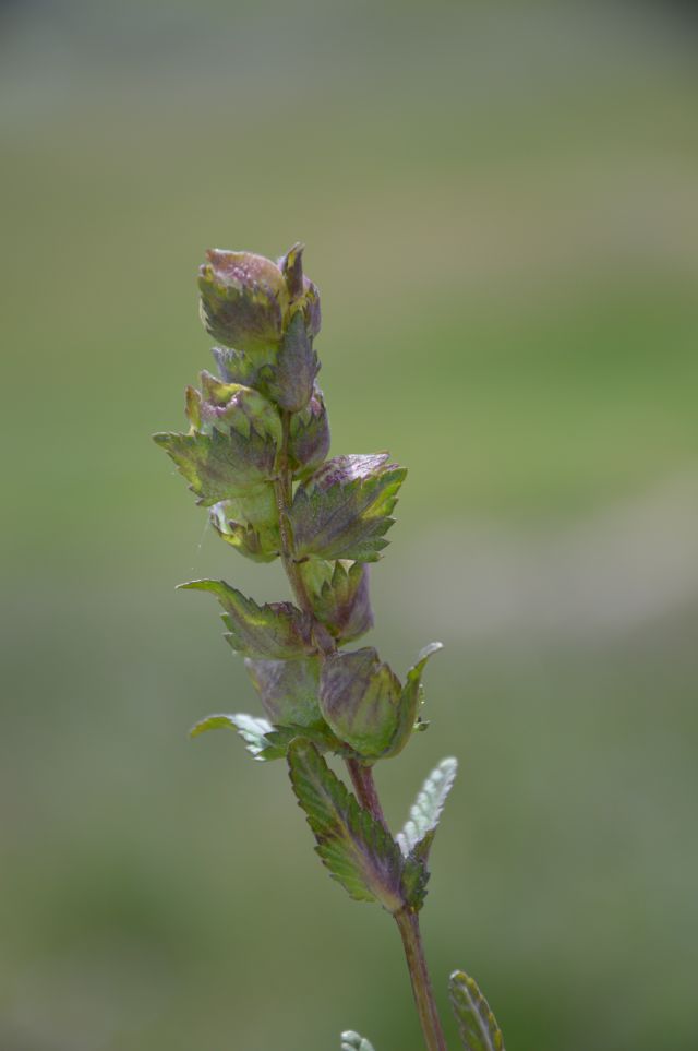 Rhinanthus minor