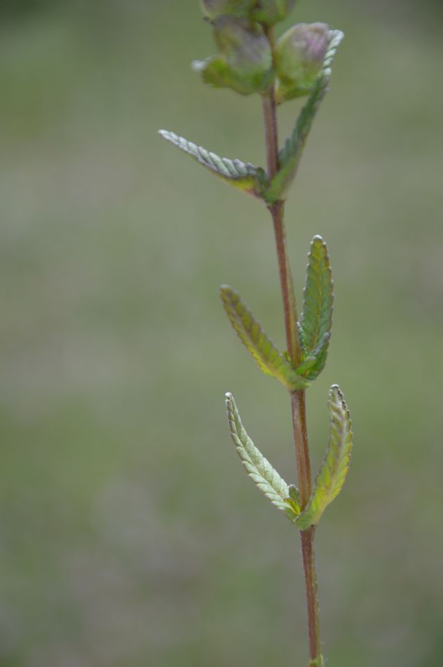 Rhinanthus minor