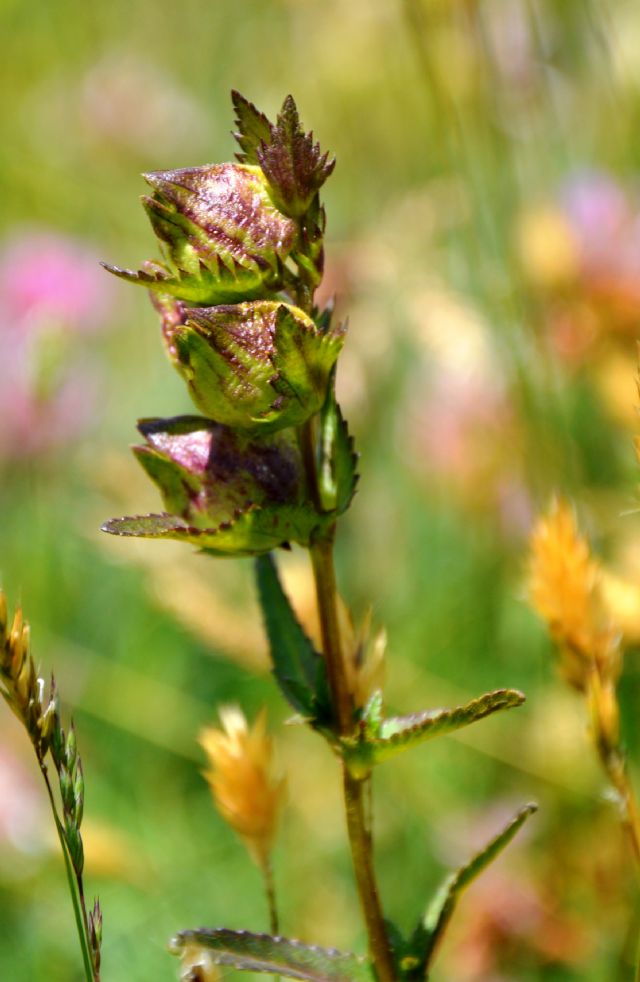 Rhinanthus minor