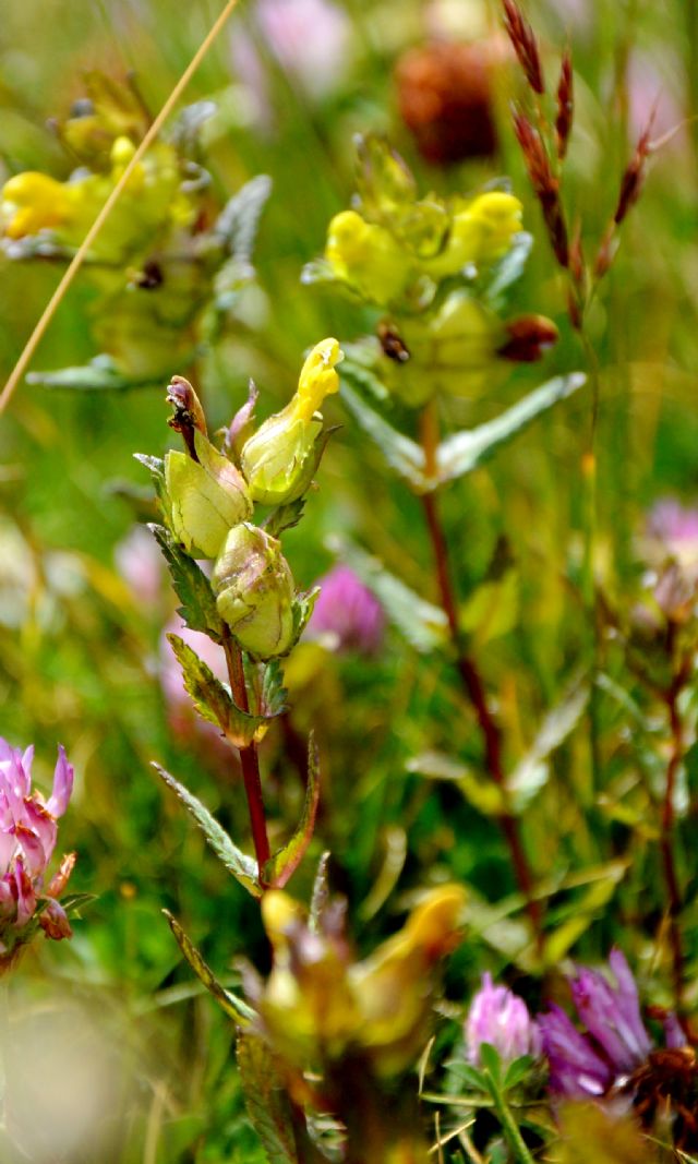 Rhinanthus minor