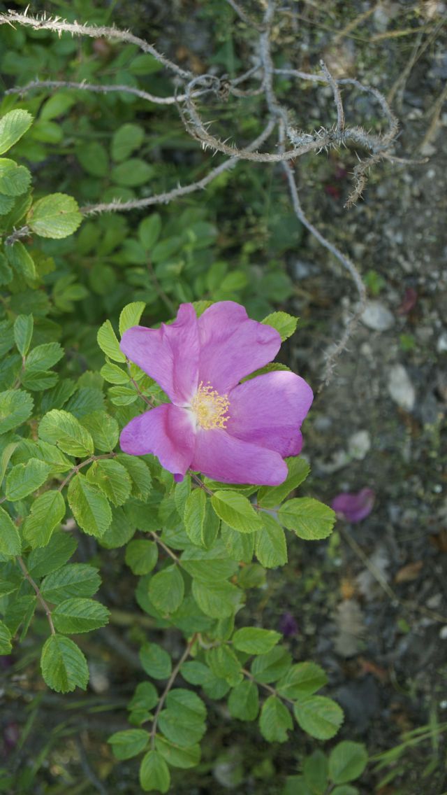 Rosa rugosa / Rosa rugosa