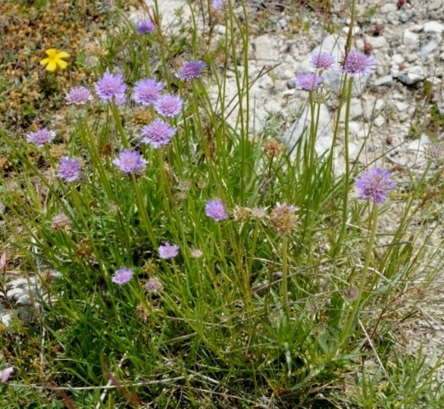 Lomelosia graminifolia