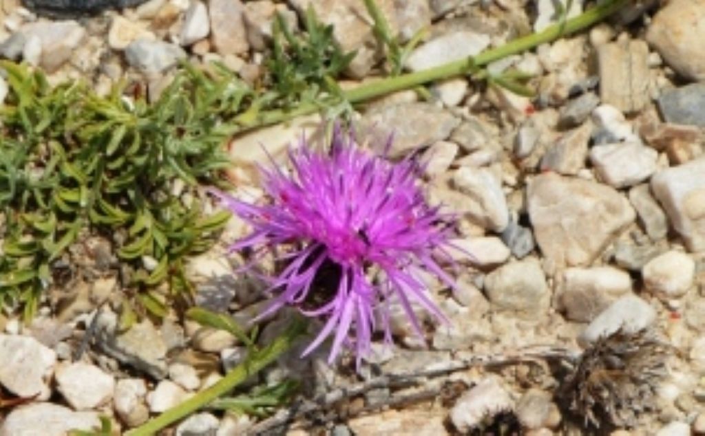 Centaurea ambigua (cfr.)
