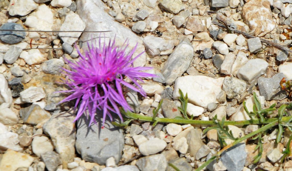 Centaurea ambigua (cfr.)