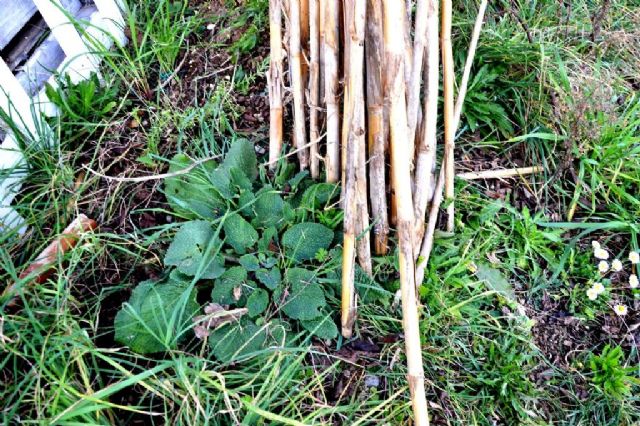 Borago officinalis