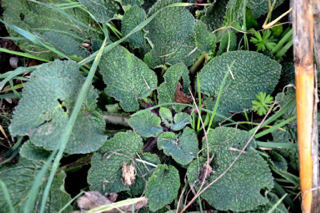 Borago officinalis