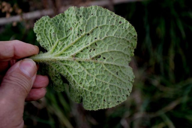 Borago officinalis