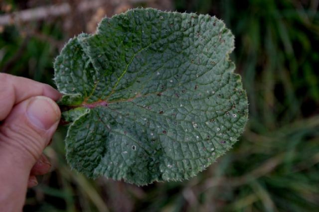 Borago officinalis