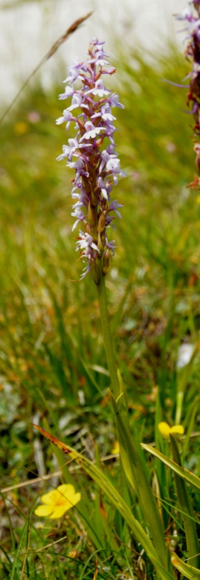 orchidea  Gran Sasso - Gymnadenia conopsea