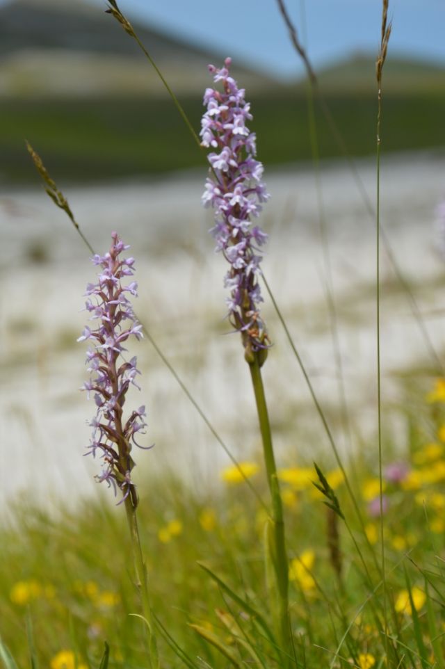 orchidea  Gran Sasso - Gymnadenia conopsea