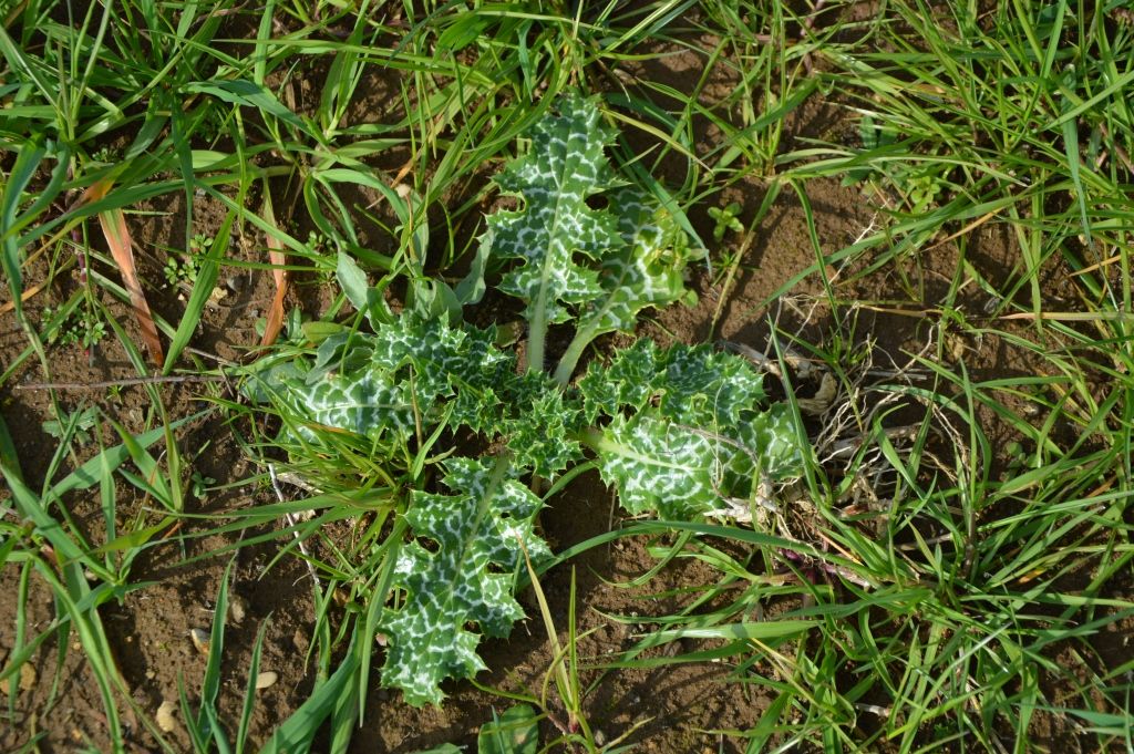 Silybum marianum - cardo mariano
