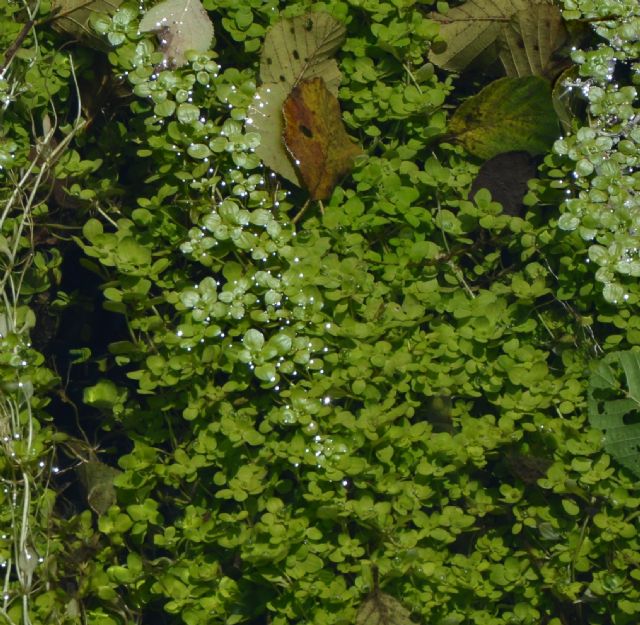 Callitriche sp.  (Lamiales - Plantaginaceae)