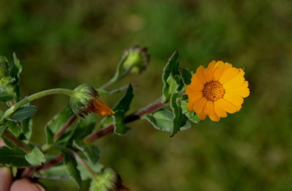 Calendula cfr. suffruticosa