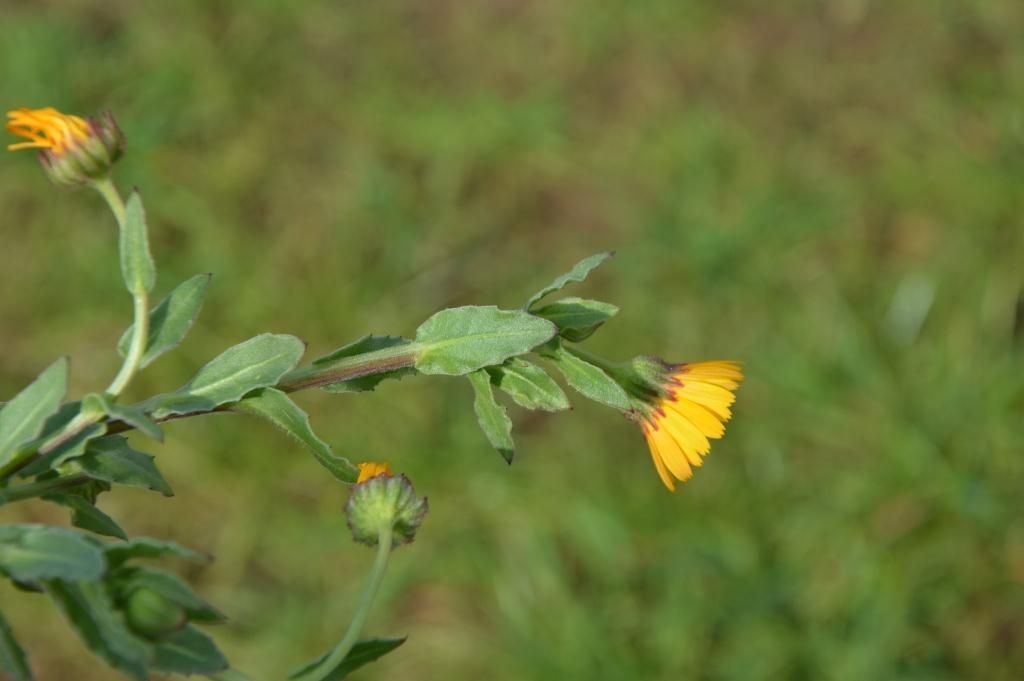 Calendula cfr. suffruticosa