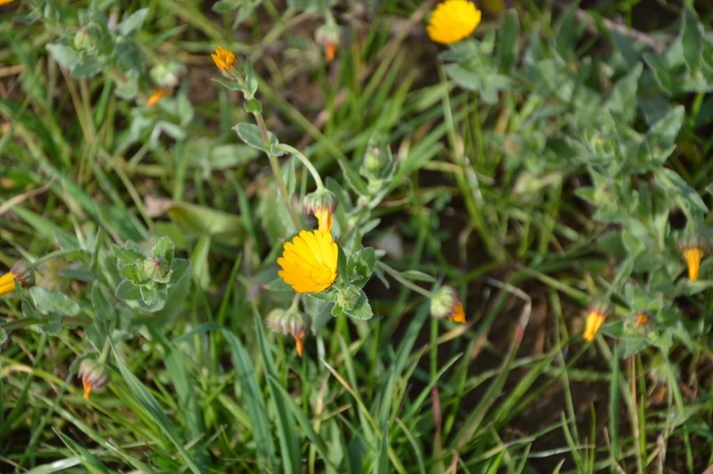 Calendula cfr. suffruticosa