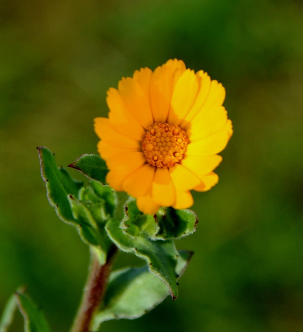 Calendula cfr. suffruticosa