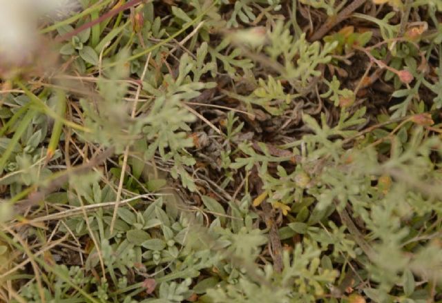 Campo imperatore  - Anthemis montana ?