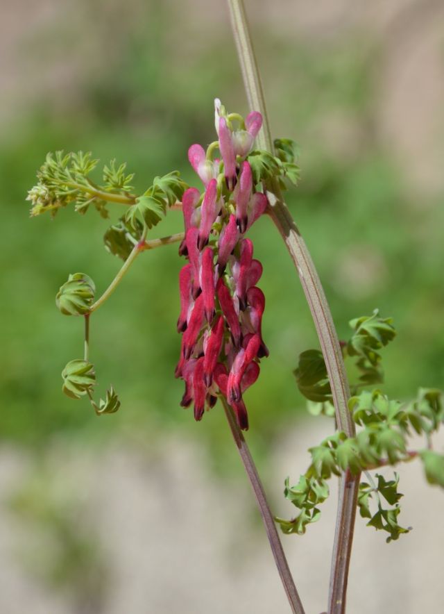 Fumaria capreolata / Fumaria bianca