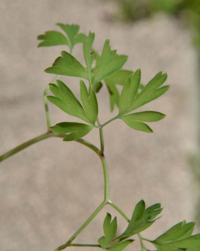 Fumaria capreolata / Fumaria bianca