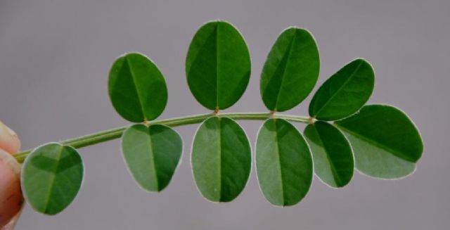 Sulla coronaria  (Fabaceae)