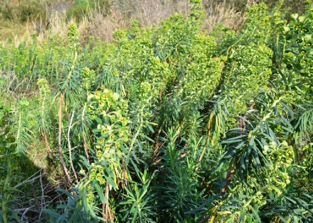 Euphorbia characias