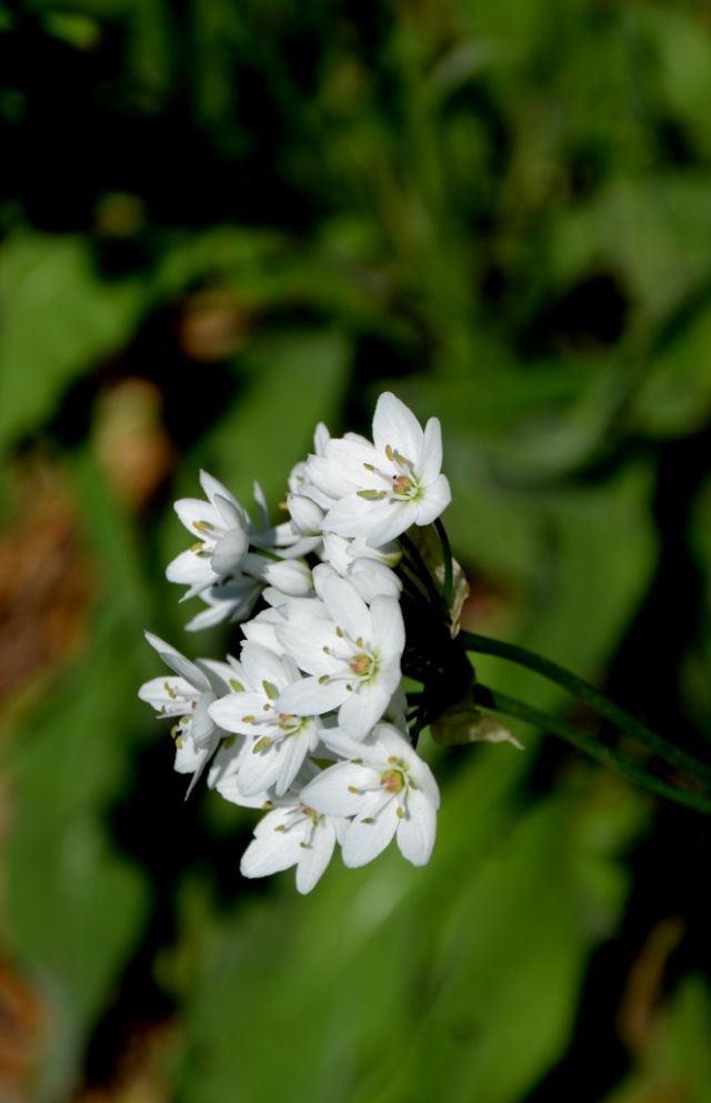 Allium neapolitanum ?