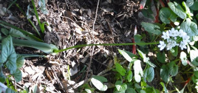 Allium neapolitanum ?