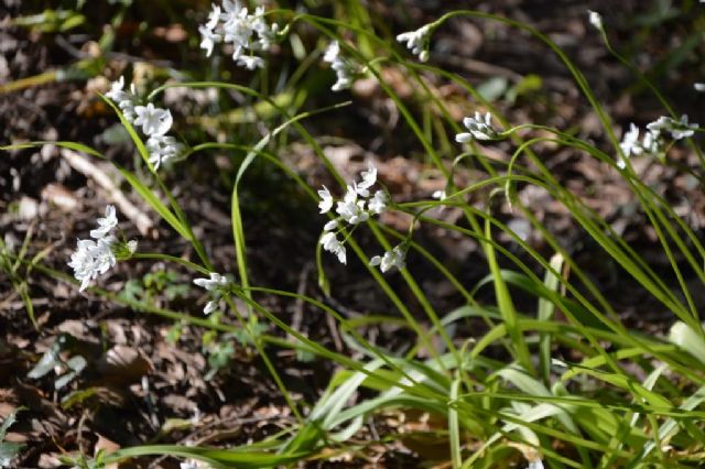 Allium neapolitanum ?