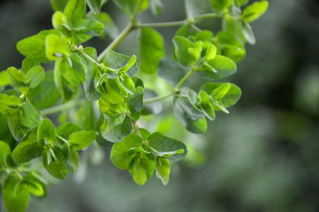 da confermare Euphorbia peplus ?