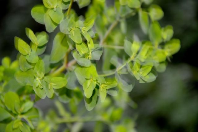 da confermare Euphorbia peplus ?