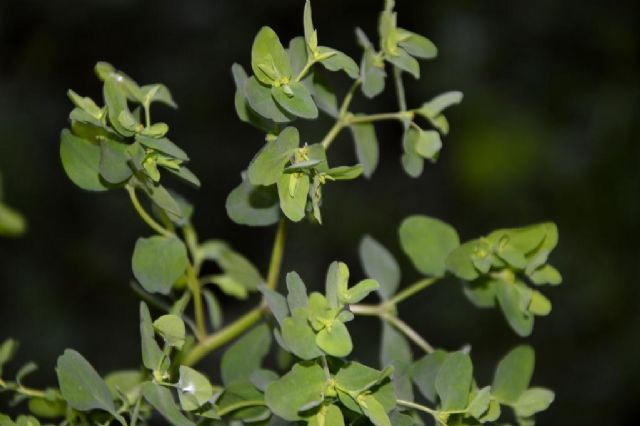 da confermare Euphorbia peplus ?