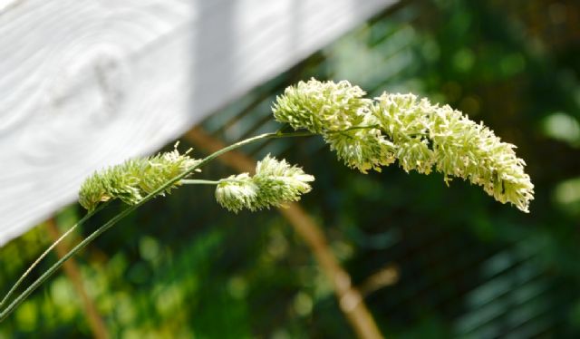 Graminacea .....Dactylis glomerata  (Poaceae)