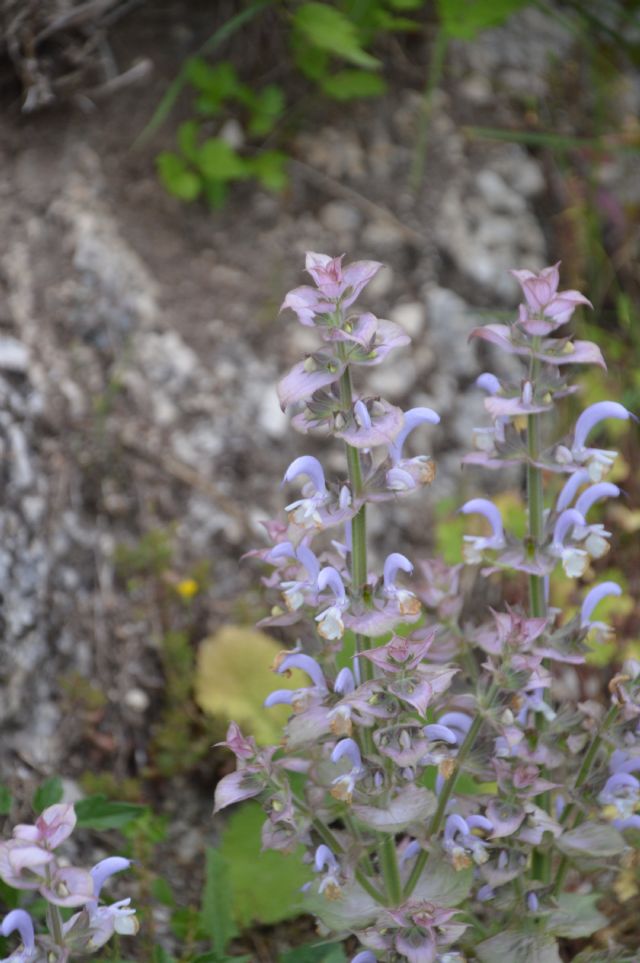 Salvia sclarea L., Lamiaceae.