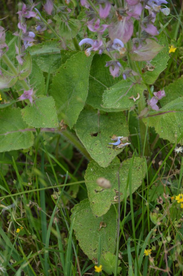 Salvia sclarea L., Lamiaceae.