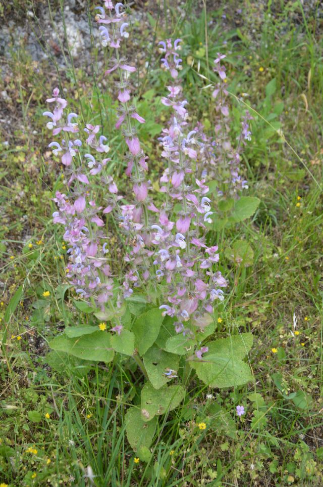 Salvia sclarea L., Lamiaceae.