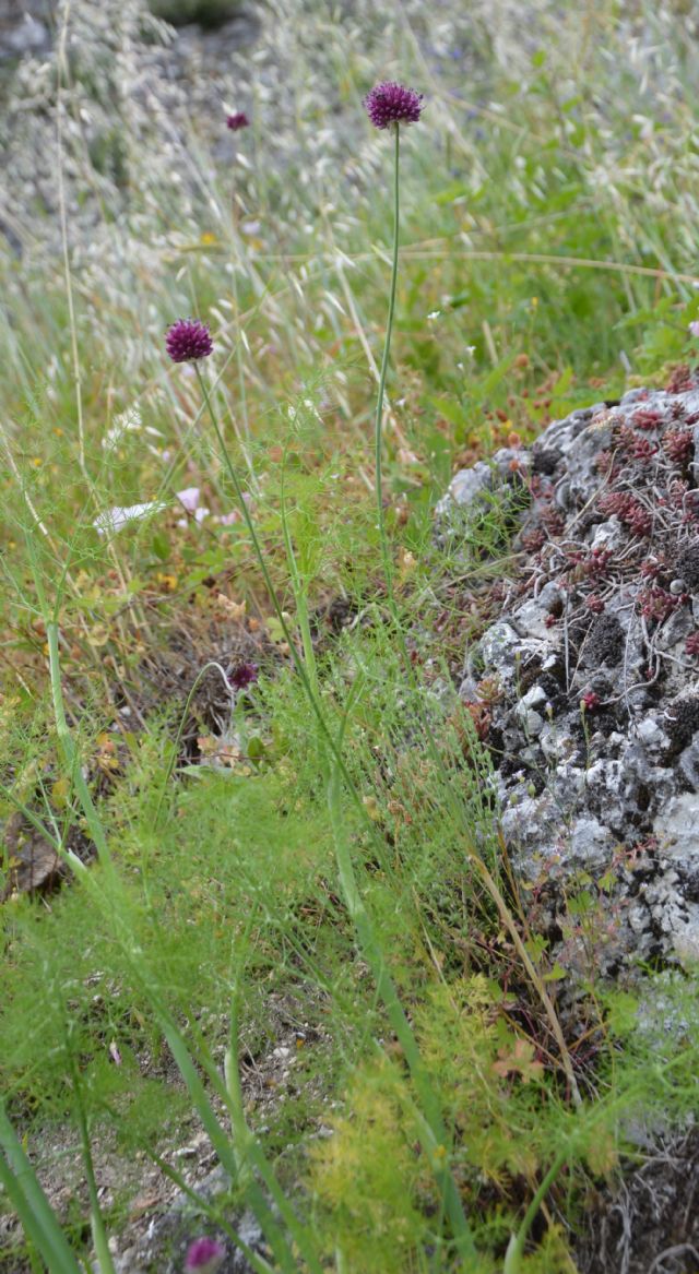 Allium sphaerocephalon