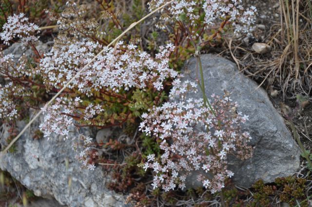 Sedum album