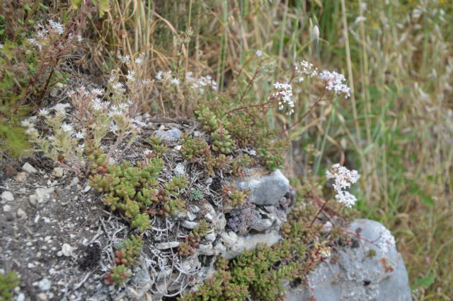 Sedum album