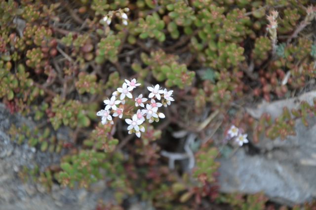Sedum album